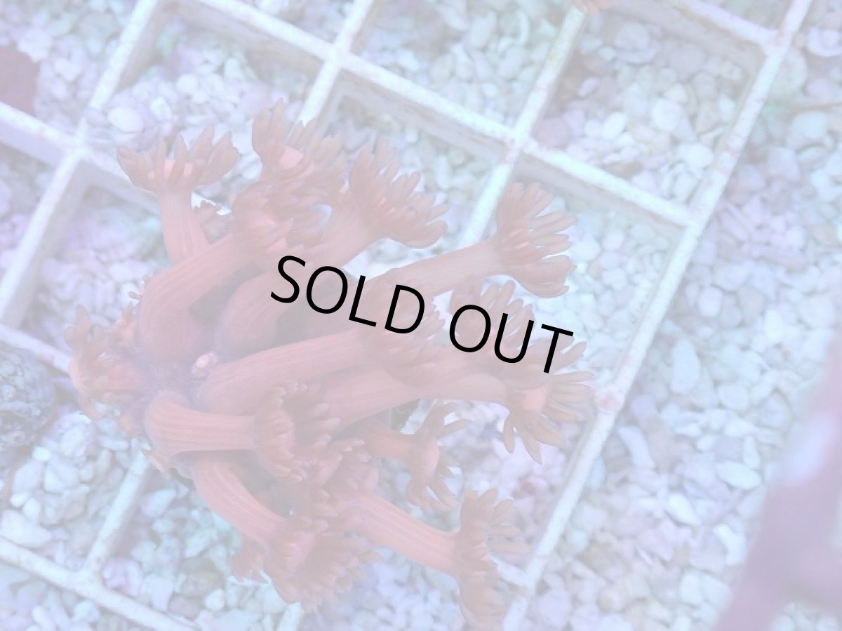 画像2: No.22 ハナガササンゴ　レッド (2)