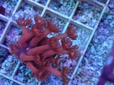 画像2: No.22 ハナガササンゴ　レッド (2)