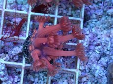 画像1: No.23 ハナガササンゴ　レッド (1)