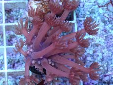 画像1: No.24 ハナガササンゴ　レッド (1)