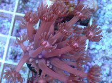 画像2: No.24 ハナガササンゴ　レッド (2)