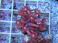 画像1: No.25 ハナガササンゴ　レッド (1)