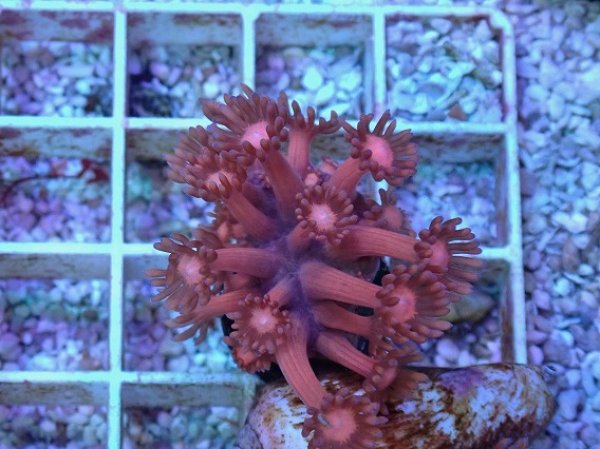 No.25 ハナガササンゴ レッドを買うならアクアスタイルユー 大阪の