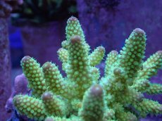 画像2: No.25 フィジー産 ツツユビミドリイシ (2)