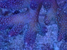 画像2: No.26 フィジー産 ヒメマツミドリイシ (2)