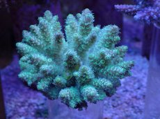 画像1: No.27 フィジー産 ハイマツミドリイシ (1)