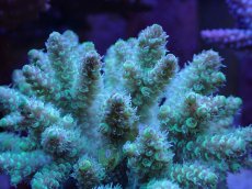 画像2: No.27 フィジー産 ハイマツミドリイシ (2)