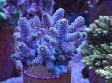 画像1: No.28 フィジー産 ツツユビミドリイシ (1)