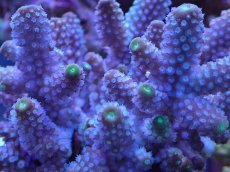 画像2: No.28 フィジー産 ツツユビミドリイシ (2)