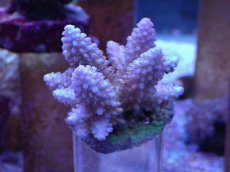 画像1: No.29 フィジー産 浅場ミドリイシ (1)