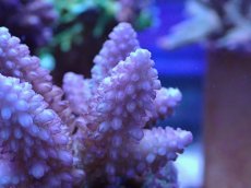 画像2: No.29 フィジー産 浅場ミドリイシ (2)