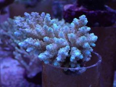 画像1: No.30 フィジー産 クシハダミドリイシ (1)