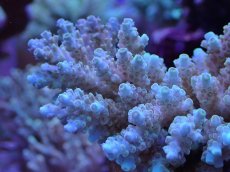 画像2: No.30 フィジー産 クシハダミドリイシ (2)