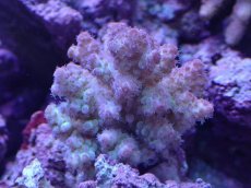 画像1: No.31 フィジー産 カドエダミドリイシ (1)