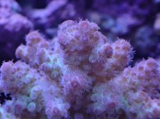 画像2: No.31 フィジー産 カドエダミドリイシ (2)