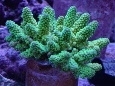 画像1: No.32 フィジー産 ツツユビミドリイシ (1)