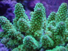 画像2: No.32 フィジー産 ツツユビミドリイシ (2)