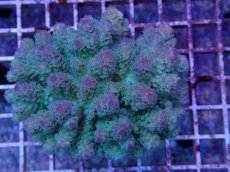 画像1: No.33 フィジー産 カドエダミドリイシ (1)