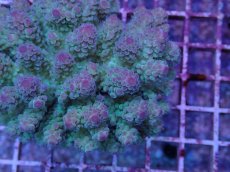 画像2: No.33 フィジー産 カドエダミドリイシ (2)