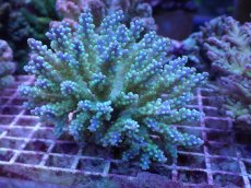 画像1: No.34 フィジー産 スゲミドリイシ (1)