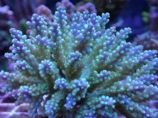 画像2: No.34 フィジー産 スゲミドリイシ (2)