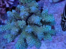 画像2: No.35 フィジー産 浅場ミドリイシ (2)