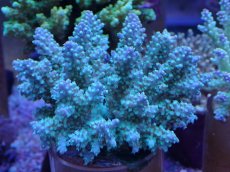 画像1: No.36 フィジー産 浅場ミドリイシ (1)