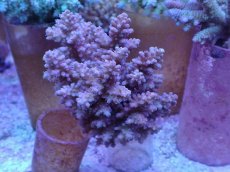 画像1: No.37 フィジー産 浅場ミドリイシ (1)