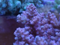 画像2: No.37 フィジー産 浅場ミドリイシ (2)