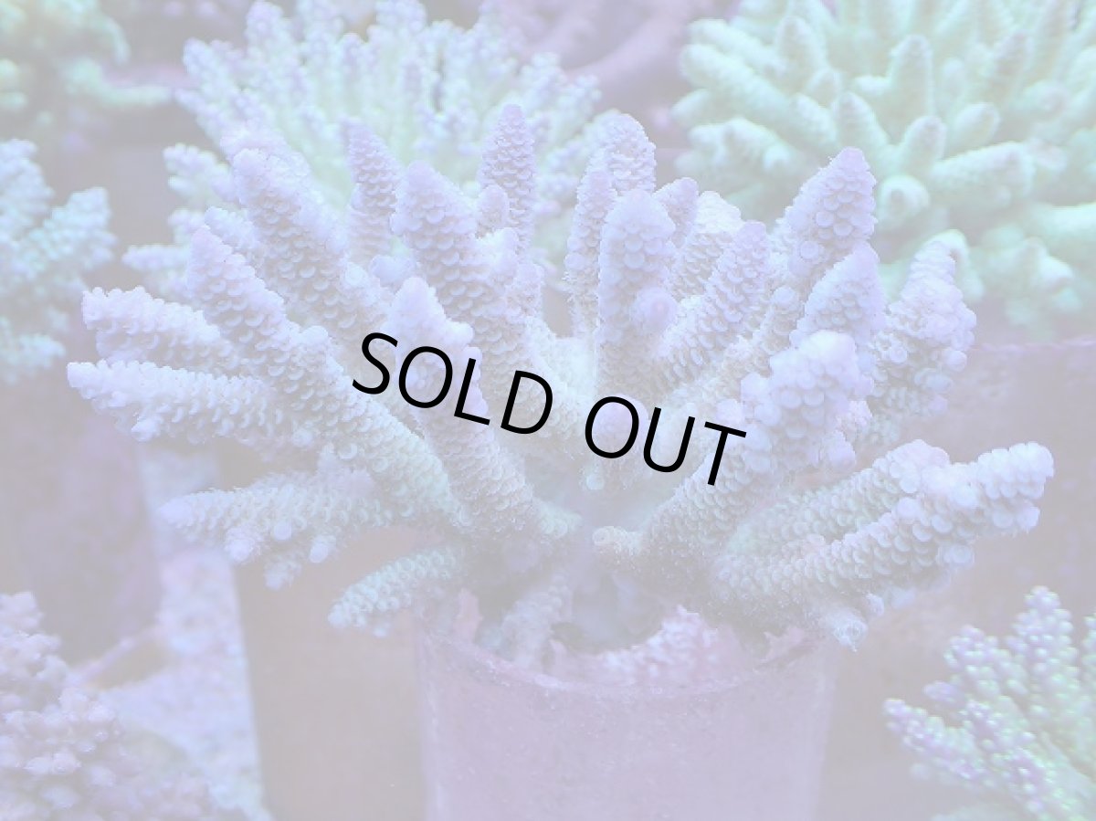 画像1: No.38 フィジー産 ハイマツミドリイシ (1)