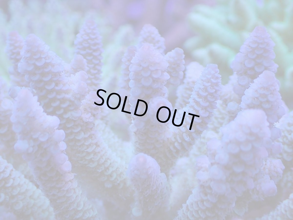 画像2: No.38 フィジー産 ハイマツミドリイシ (2)