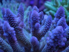 画像2: No.38 フィジー産 ハイマツミドリイシ (2)