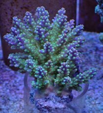 画像1: No.39 フィジー産 スゲミドリイシ (1)