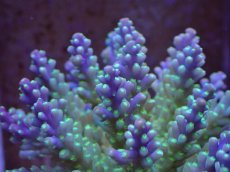 画像2: No.39 フィジー産 スゲミドリイシ (2)