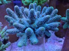 画像1: No.40 フィジー産 ツツユビミドリイシ (1)