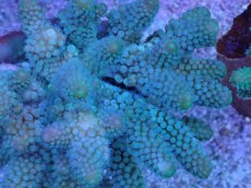 画像2: No.40 フィジー産 ツツユビミドリイシ (2)