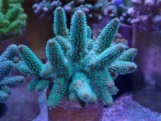 画像1: No.41 フィジー産 ツツユビミドリイシ (1)