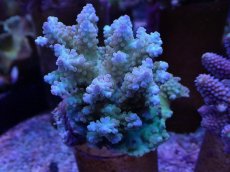 画像1: No.42 フィジー産 浅場ミドリイシ (1)