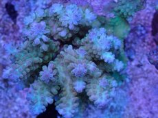 画像2: No.42 フィジー産 浅場ミドリイシ (2)