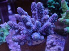 画像1: No.43 フィジー産 ツツユビミドリイシ (1)