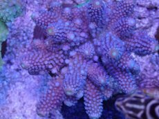 画像2: No.43 フィジー産 ツツユビミドリイシ (2)