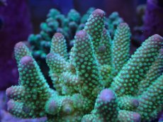 画像2: No.44 フィジー産 ツツユビミドリイシ (2)