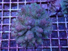 画像1: No.45 フィジー産 カドエダミドリイシ (1)