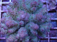 画像2: No.45 フィジー産 カドエダミドリイシ (2)