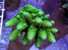 画像1: No.46 フィジー産 ツツユビミドリイシ (1)