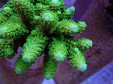 画像2: No.46 フィジー産 ツツユビミドリイシ (2)