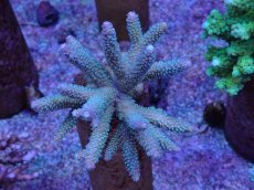 画像1: No.47 フィジー産 ヒメマツミドリイシ (1)