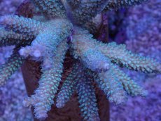 画像2: No.47 フィジー産 ヒメマツミドリイシ (2)