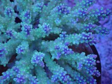 画像2: No.48 フィジー産 スゲミドリイシ (2)