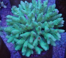 画像1: No.49 フィジー産 ハイマツミドリイシ (1)